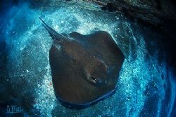 STINGRAY. A different view from a common animal. I hope y... by Arthur Telle Thiemann 